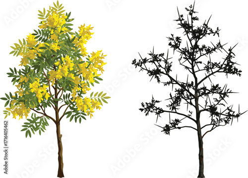 tree, foliage, nature, botanical, plant, forest, landscape, leaf, greenery, outdoor, vegetation, seasonal, floral, blossom, thorn, silhouette, decorative, vibrant, contrast,  foliage,