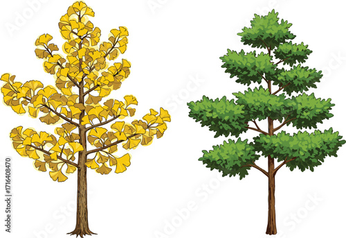 tree, foliage, nature, botanical, plant, forest, landscape, leaf, greenery, outdoor, vegetation, seasonal, ginkgo, conifer, pine, autumn, evergreen, contrast, decorative,  foliage, 