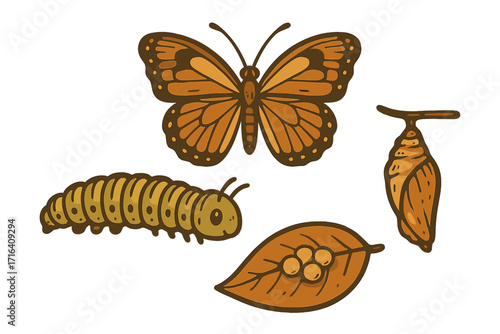 Butterfly life cycle vector set in retro cartoon style. Metamorphosis concept with eggs, caterpillar, chrysalis and adult insect. Biology education, growth, transformation.