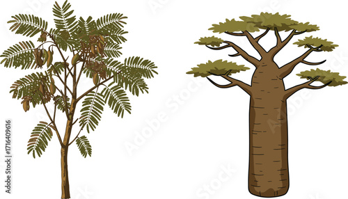 tree, foliage, nature, botanical, plant, forest, landscape, leaf, greenery, outdoor, vegetation, seasonal, pod, baobab, acacia, contrast, decorative, vibrant, illustration, , foliage, nature