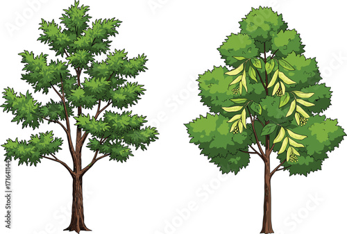 tree, foliage, nature, botanical, plant, forest, landscape, leaf, greenery, outdoor, vegetation, seasonal, seed, pod, flower, decorative, vibrant, contrast, illustration,  foliage, nature, 