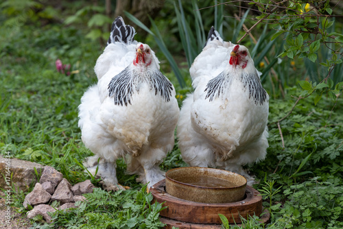 Brahma chickens make a zoo unsafe