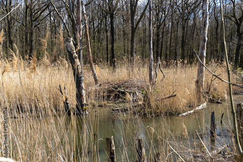 A pond in the bog in the dead forest 
A pond in the bog in the dead forest