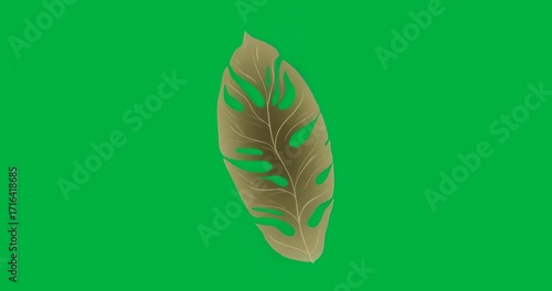 After appearing brown leaf oscillating clockwise then reversing showing motion on clear background