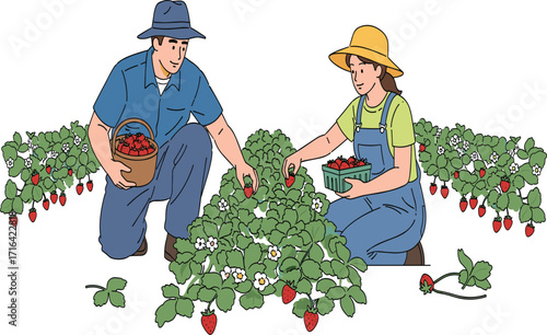 Strawberry harvest, farmers picking ripe berries, garden agriculture, fresh fruit, organic farming, rural lifestyle, summer crop, healthy food, nature