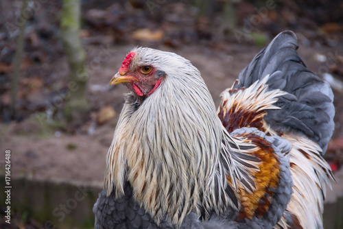Beautiful young Brahma rooster close up photo