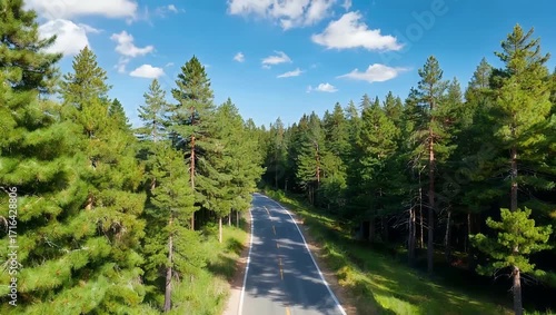 Drone Footage of Car Driving on Scenic Road Surrounded by Pine Forest