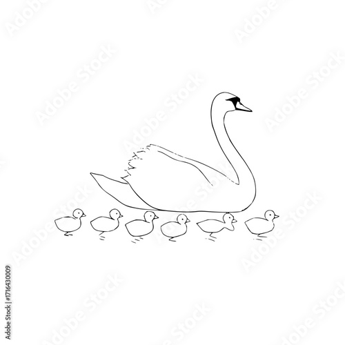Swan family line art illustration for coloring pages and educational resources for kids and adults alike