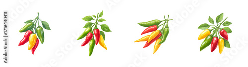 Vibrant Chili Pepper Clusters in Red, Yellow, and Green, Watercolor Illustration PNG set Transparent backround