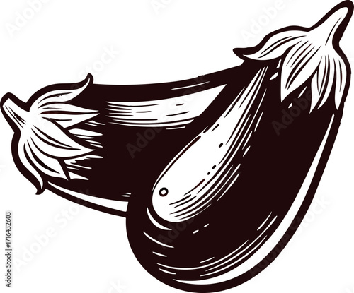Vintage hand drawn eggplants isolated on white engraved botanical illustration of fresh vegetables