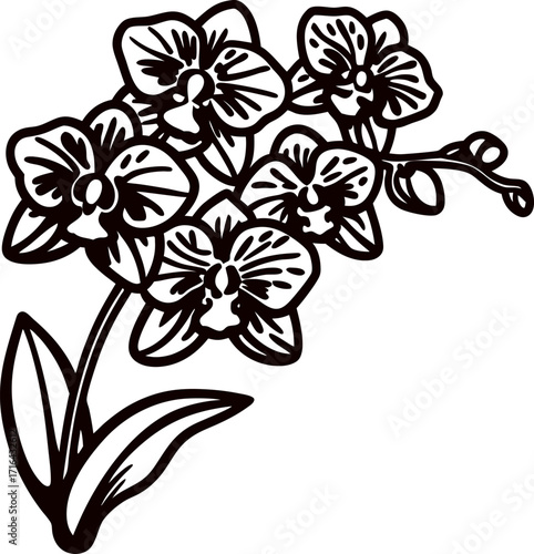 Hand drawn botanical orchid branch illustration with blooming flowers and leaves isolated on white background