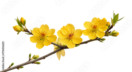 Yellow mai flower branch isolated on black background vibrant spring floral photograph decor
