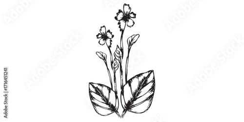 Hand-drawn botanical sketch of a flowering plant with delicate blossoms buds and leaves.