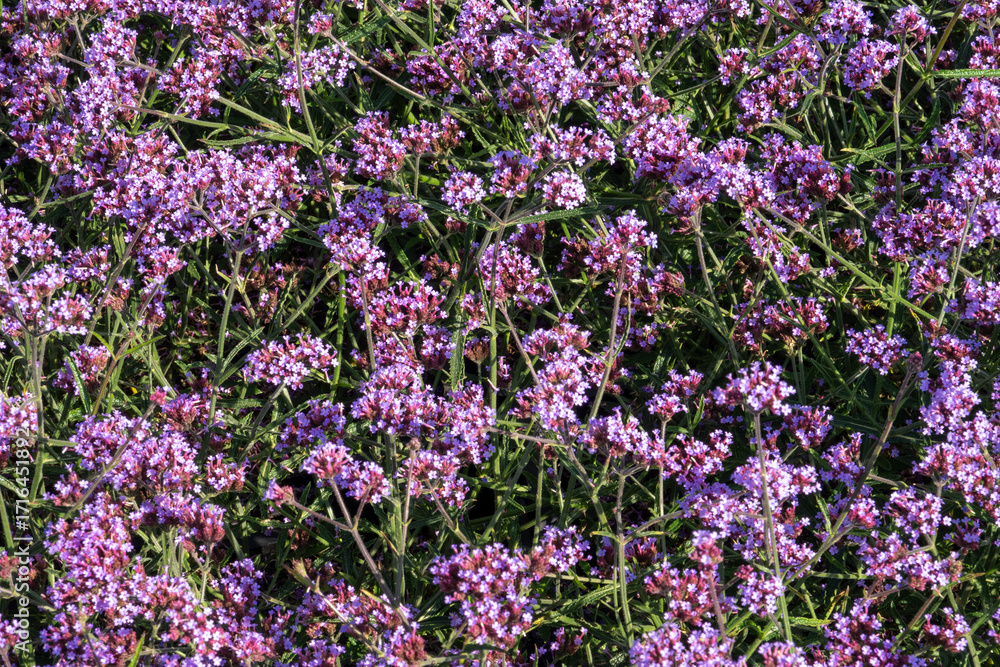 Naklejka premium Verbena bonariensis flowering in a vibrant purple summer garden