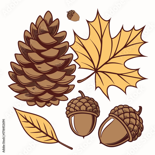 Brown acorns, pinecone, and a golden leaf are arranged together nicely on white