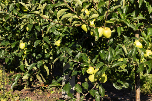 An orchard of young apple trees with fruit. Organic fruits.
