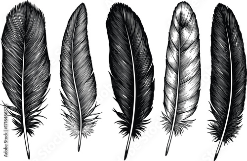 Hand drawn detailed feather illustration, vintage etching style bird feathers, black and white sketch, natural design element, ink drawing art