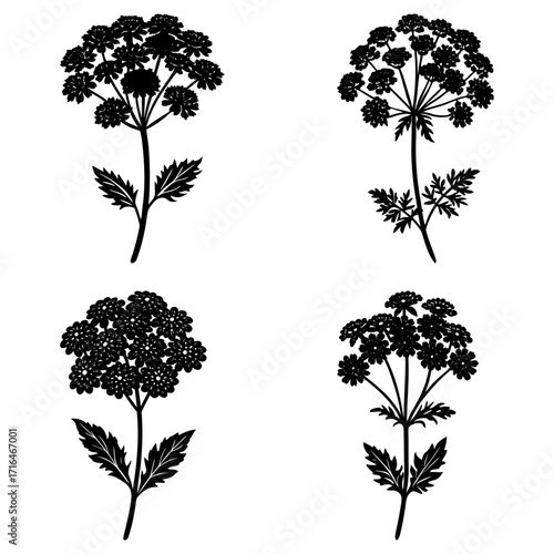 Four black and white cow parsley flower arrangements with leaves on a white background in a botanical style