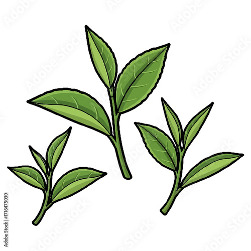 Three vibrant green tea leaves on delicate stems, representing freshness and natural ingredients, isolated on transparent