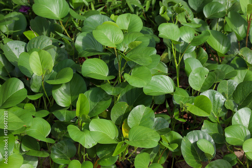 Wallpaper Mural Fresh green tropical leaves growing naturally in outdoor environment with sunlight Torontodigital.ca
