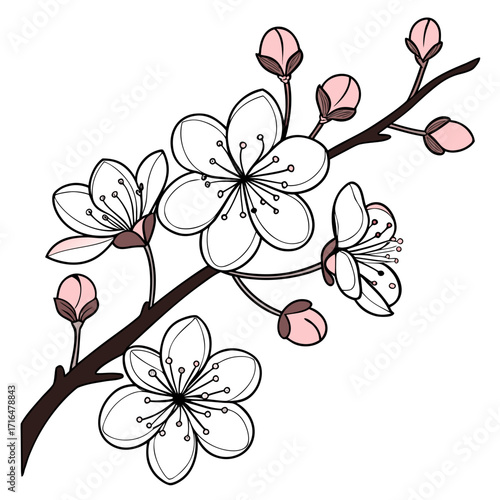 Blooming Cherry Blossom Branch Illustration Depicting Delicate Petals and Blossoms