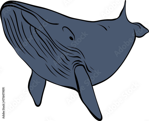 shark