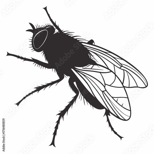 fly isolated on white background