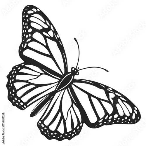 butterfly on white background