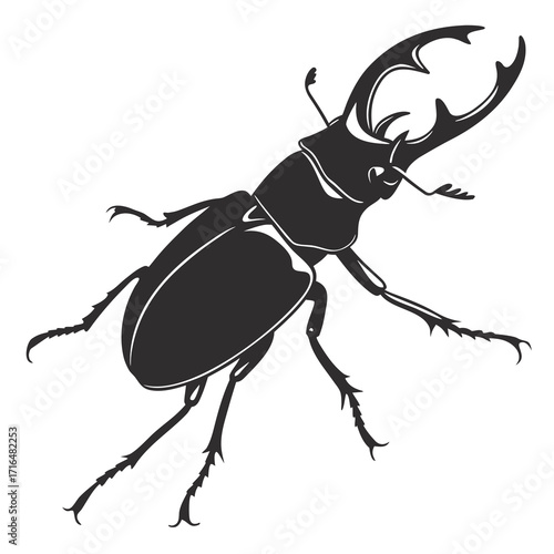 black beetle isolated on white background