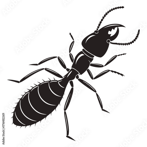 black ant isolated on white background