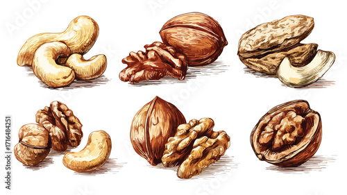 Premium Assorted Nuts Collection Cashew Walnut Vector Illustration