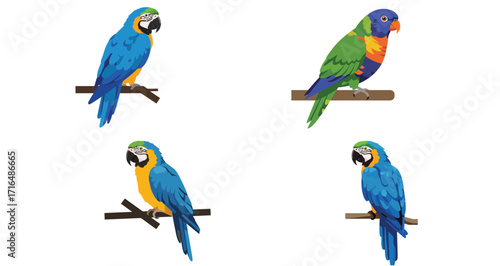 Four tropical parrots perched on branches, showcasing vibrant plumage and colors