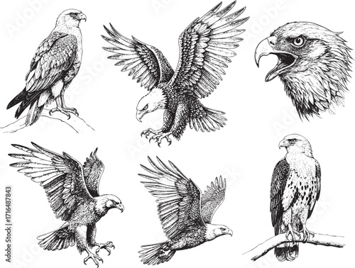 Hand drawn eagle illustration set, vintage ink sketch style, dramatic bird of prey poses, detailed feathers and powerful expressions