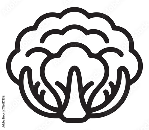 Cauliflower outline silhouette isolated on white background for floral design and healthy eating concepts