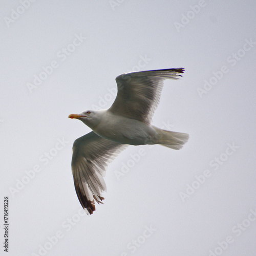 Goéland volant