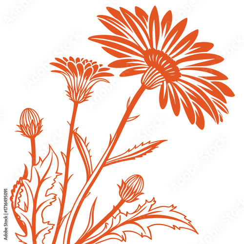 gazania orange flower on a white background
