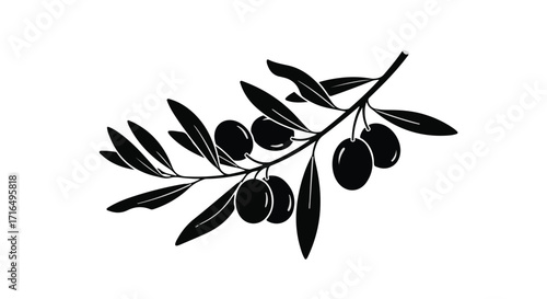 A solitary olive branch with dark ripe olives, symbolizing nature and healthy eating.