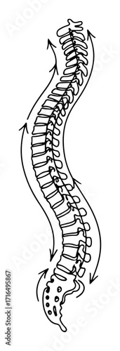 One Line Spine Alignment Anatomy Vector Illustration