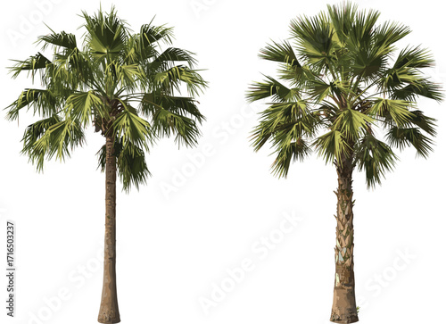 Two realistic palm trees isolated on white background, tropical plants, 3D render, green foliage, nature design, digital illustration