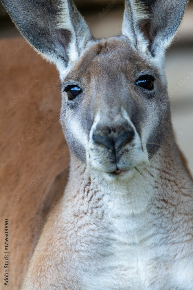 Fototapeta premium アカカンガルーの正面顔