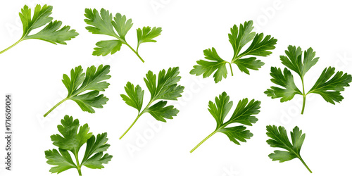 Fresh green parsley leaves isolated on transparent background