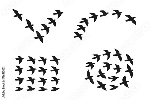 Set of black bird silhouettes flying in formation. Flock of birds in V-shape, circle, and organized group. Vector illustration for concepts of teamwork, migration, freedom, and leadership.