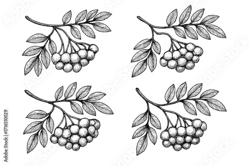 Rowan berry branch sketch set. Hand drawn vintage mountain ash illustration. Botanical ink drawing of sorbus plant with leaves and berries. Black and white floral vector.