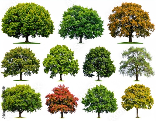 Collection of various deciduous trees against a white background.  Different shades of green, yellow, orange, and red foliage are displayed. 