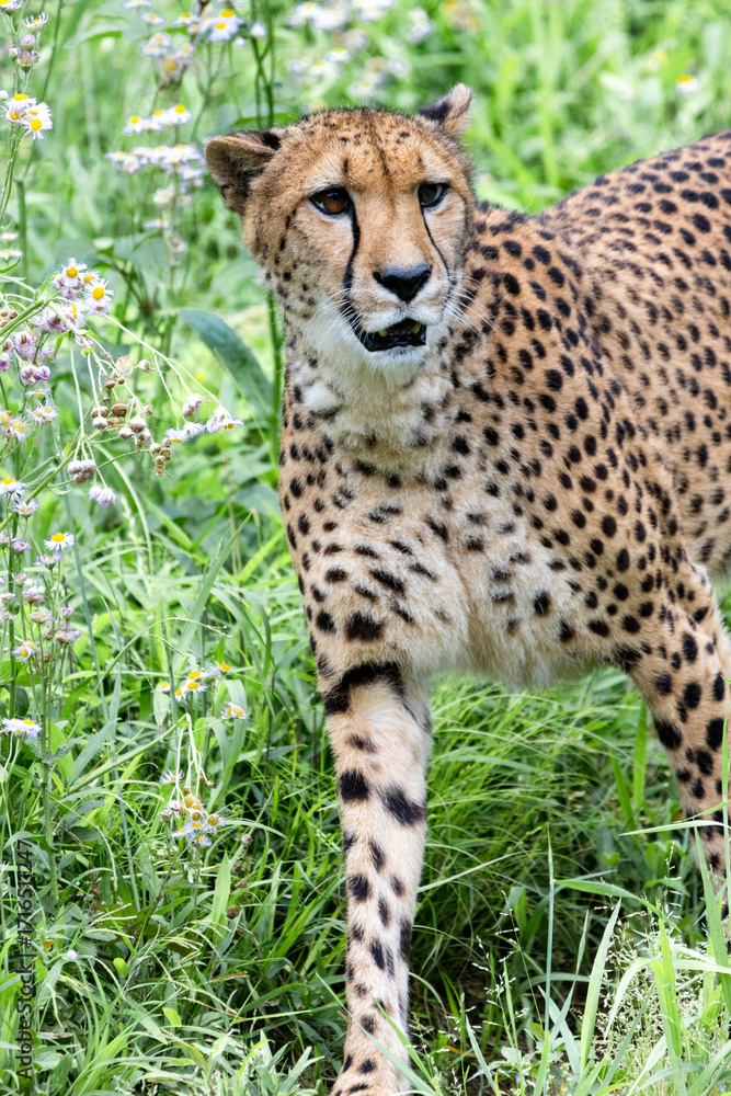 Fototapeta premium 獣道を歩いているチーター