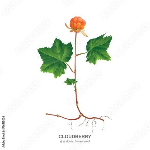 Cloudberry (Lat. Rubus chamaemorus) - a herbaceous or subshrub plant with orange edible berries, growing in peat bogs, swampy forests, tundra. Realistic botanical drawing - leaves, stem, fruit, root.
