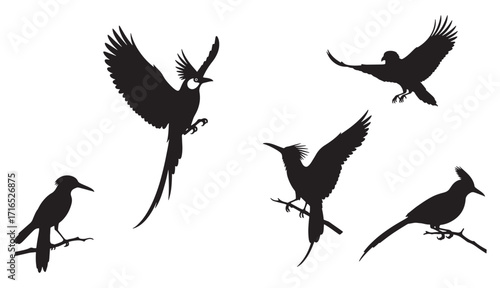 Diverse silhouettes of birds in flight and perched capturing natural dynamics
