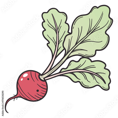 Vibrant Radish Illustration with Detailed Leaves for Fresh Produce Designs