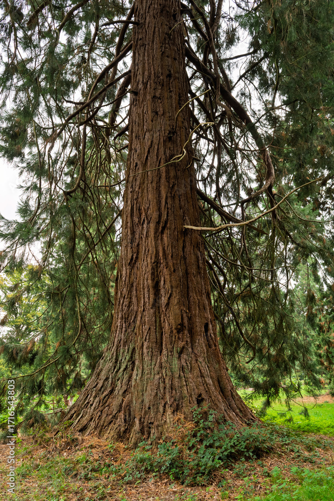 Fototapeta premium tree in the forest