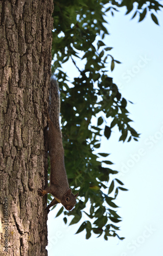 Squirrel on Tree Trunk
